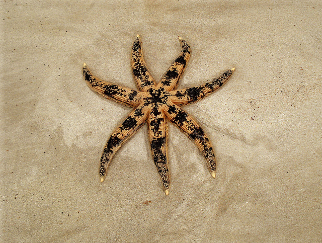 Sea star