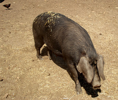 Cornish Black pig