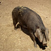 Cornish Black pig