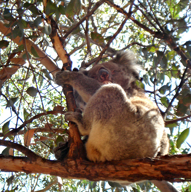 Koala