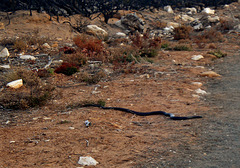 Kangaroo Island tiger snake