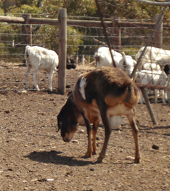 African Fat-Rumped sheep