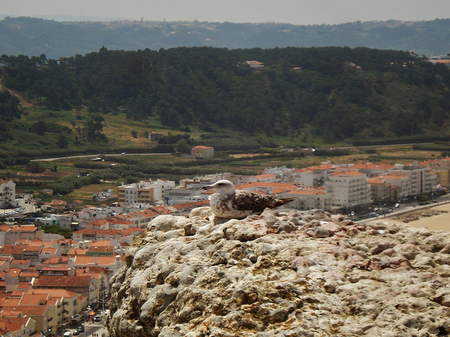 Resting over Nazaré_2