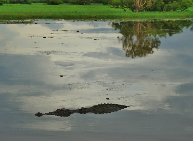 Saltwater crocodile (Crocodylus porosus)_1