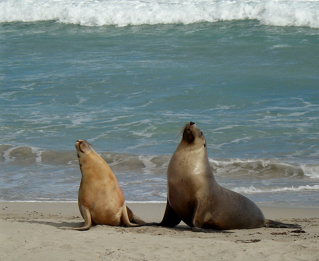 Mr & Mrs sea lion, rampant