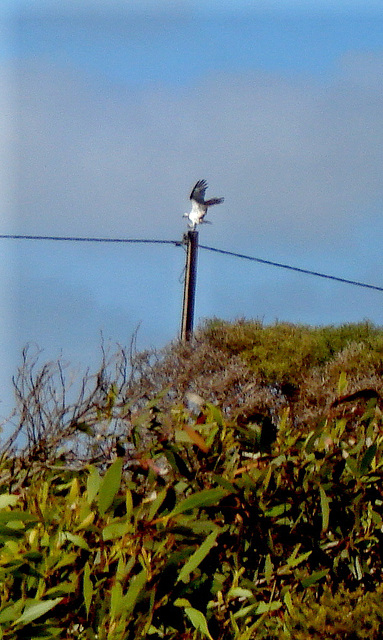 White-Bellied Sea Eagle