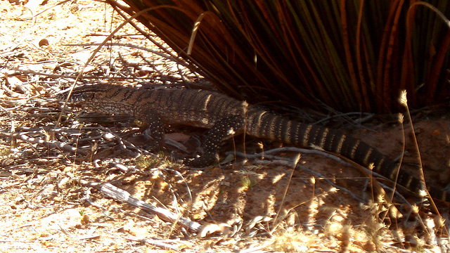 adult heath goanna_1