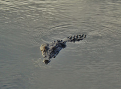 Saltwater crocodile (Crocodylus porosus)_11