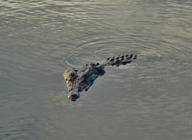 Saltwater crocodile (Crocodylus porosus)_11