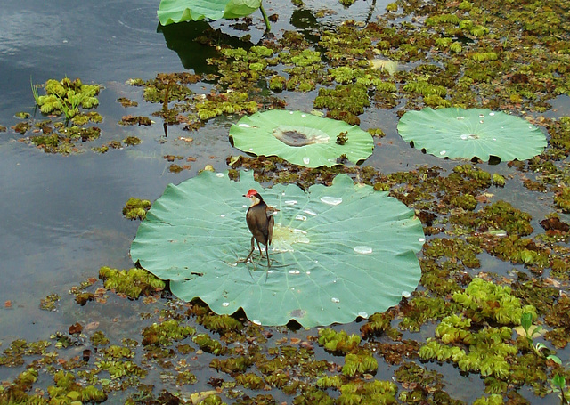 Comb-crested Jacana (Irediparra gallinacea) with chick_2