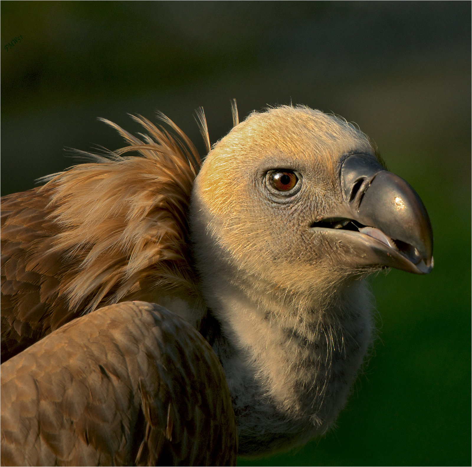 Gänsegeier Portrait No. 2