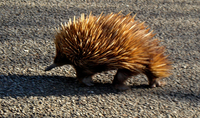 Kangaroo Island echidna_2