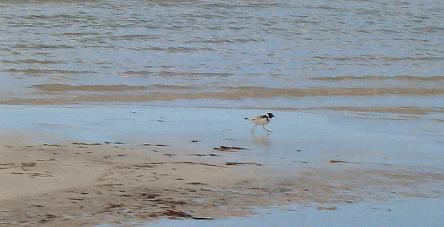 Find the Hooded Plover