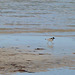 Find the Hooded Plover