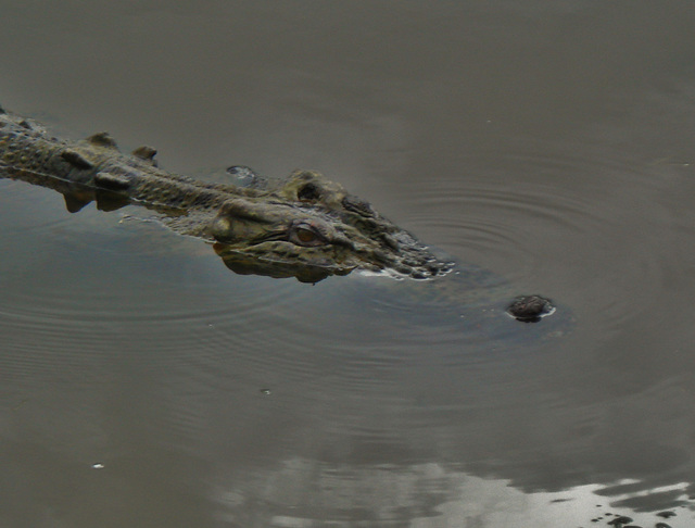 Saltwater crocodile (Crocodylus porosus)_7