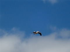 flying Pelican_1