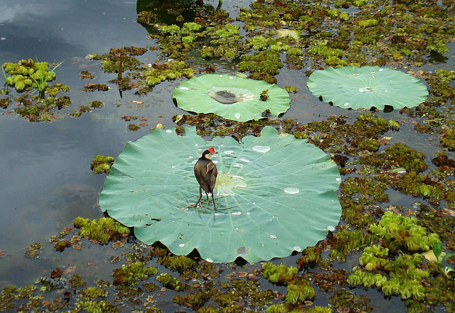 Comb-crested Jacana (Irediparra gallinacea) with chick_3