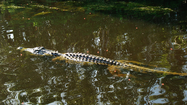 Saltwater crocodile (Crocodylus porosus)_14