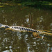 Saltwater crocodile (Crocodylus porosus)_14
