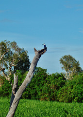 Little Kingfisher (Alcedo pusilla)_3