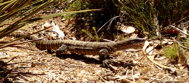 adult heath goanna_2