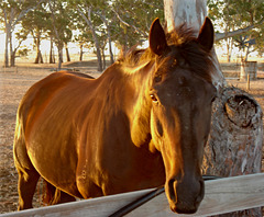 horse in evening light