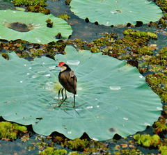 Comb-crested Jacana (Irediparra gallinacea) with chick_1