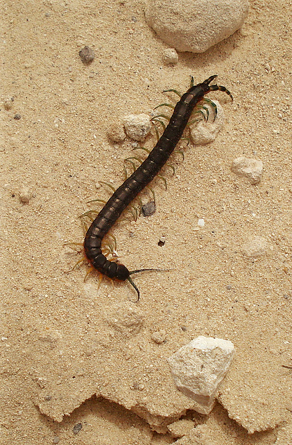 centipede