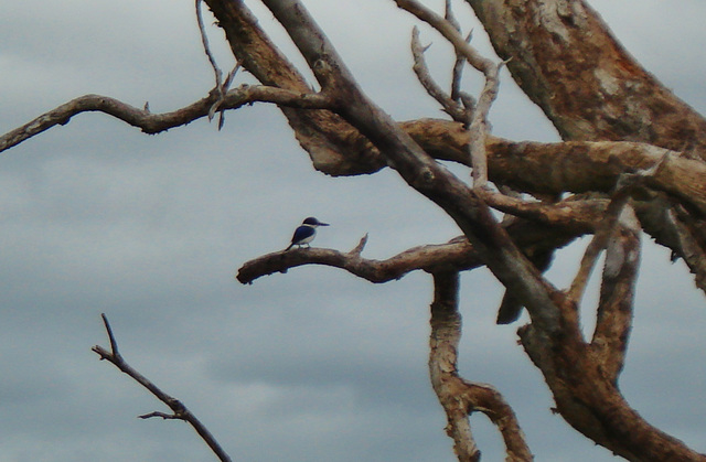 Little Kingfisher (Alcedo pusilla)_2