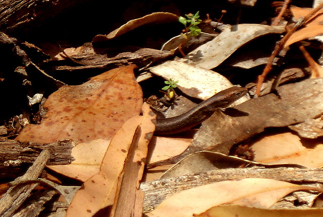 skink