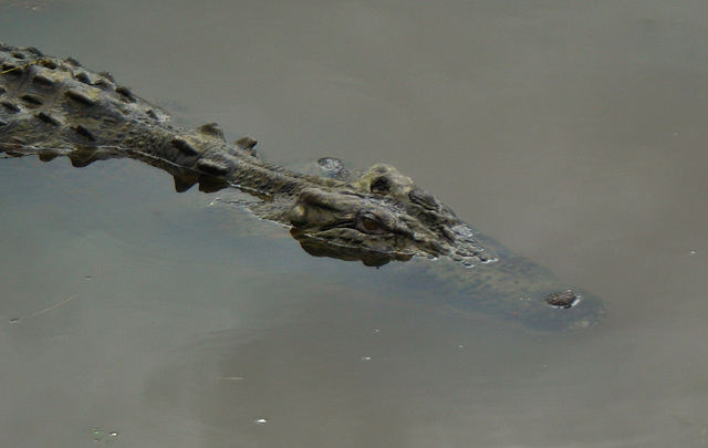 Saltwater crocodile (Crocodylus porosus)_9