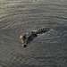 Saltwater crocodile (Crocodylus porosus)_10