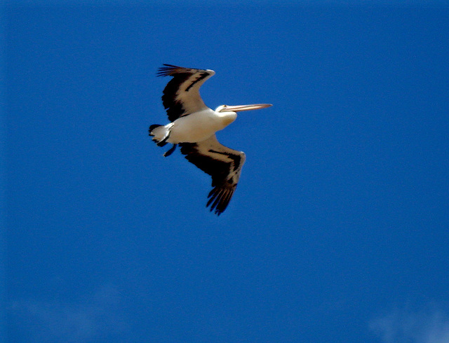 flying Pelican_2