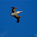 flying Pelican_2