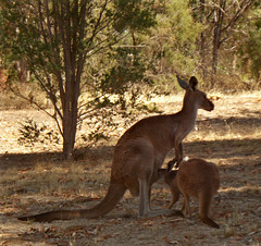 Western Grey Kangaroo_2