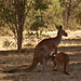 Western Grey Kangaroo_2