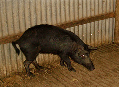 Kangaroo Island Feral pig, pure, sow