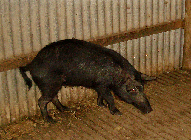 Kangaroo Island Feral pig, pure, sow