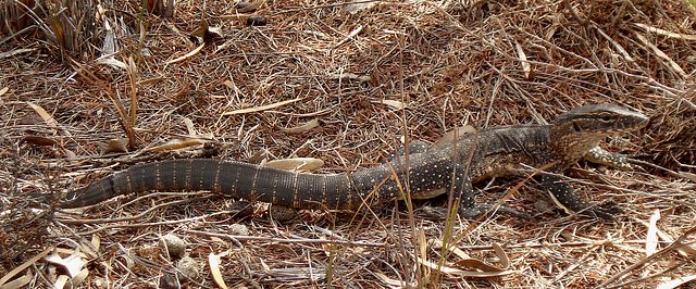 juvenile Heath Goanna (Varanus rosenbergi)_1