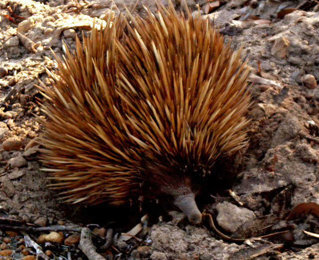 Kangaroo Island echidna_1