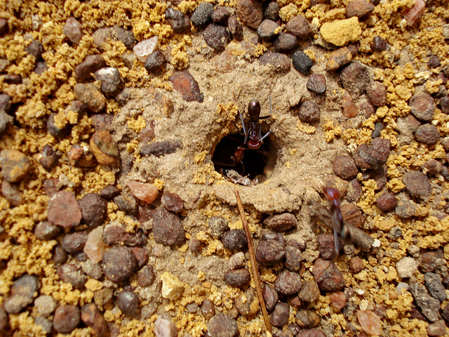 Bull ant nest