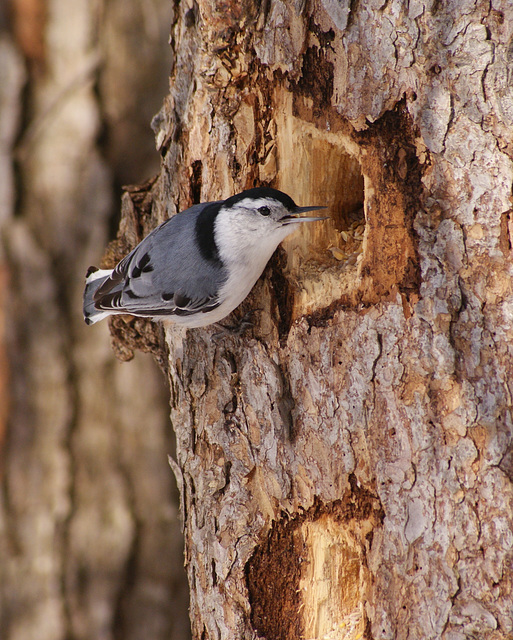 sitelle à poitrine blanche/white-breasted nuthatch