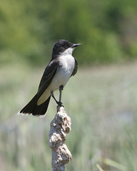 tyran tritri/eastern kingbird