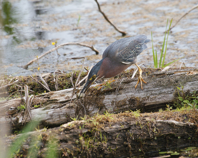 héron vert/green heron