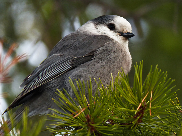 Whiskey Jack, alias Camp Robber, alias Gray Jay