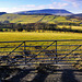 Pendle view.