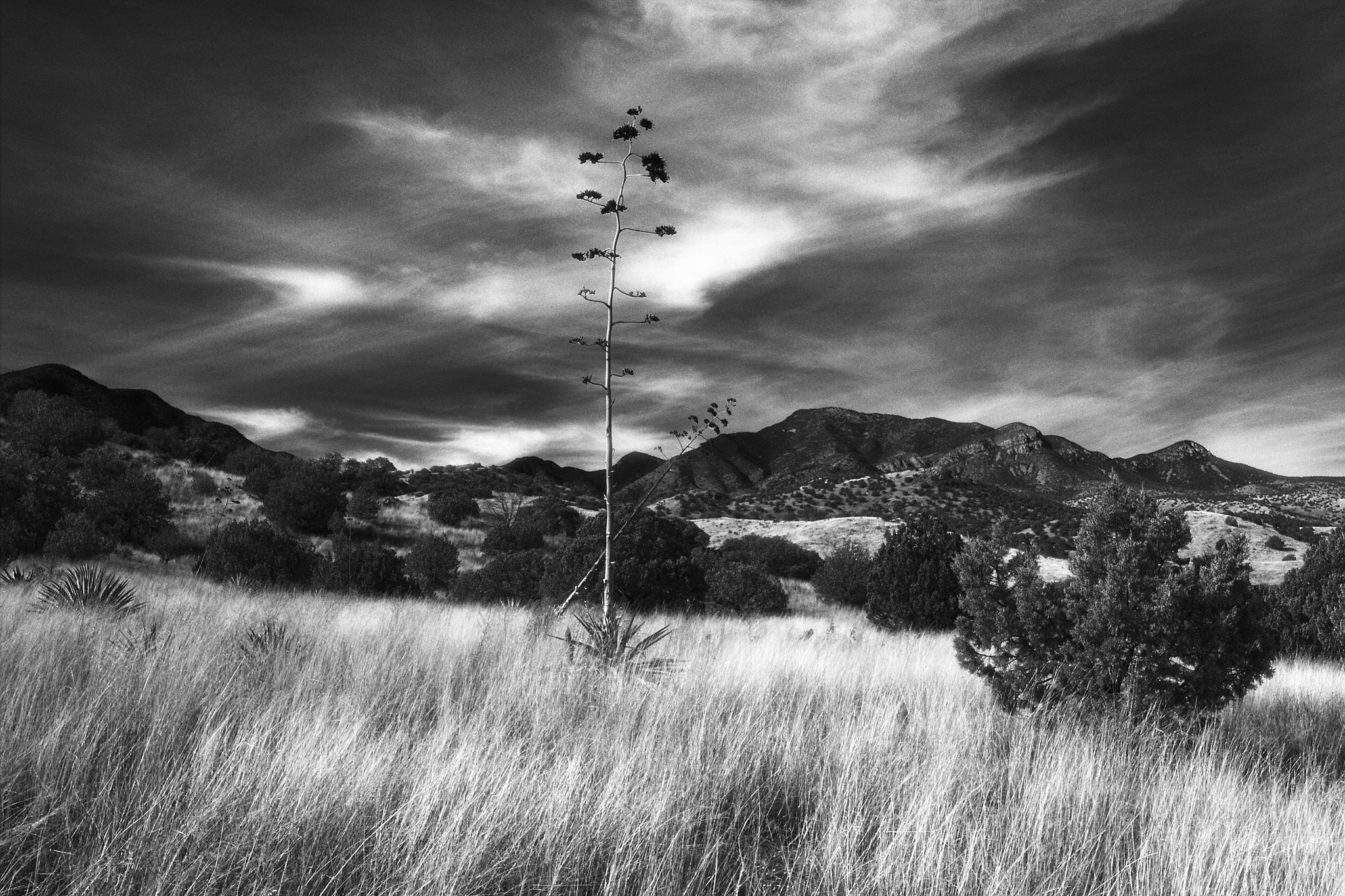 Huachuca Mountains