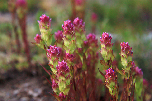 Mountain Owl's Clover