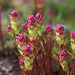 Mountain Owl's Clover