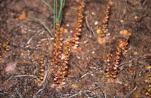 Sundew species